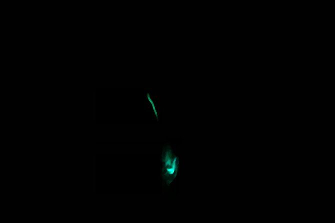 3 hour Glow Worm Sunset Cruise from Providenciales - Why this glow worm cruise runs only a few nights a month