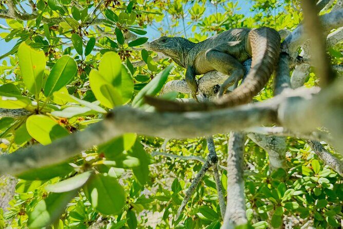 3HR Clear Kayak Mangrove and iguana island Tour in Leeward - Timing and Water Conditions: When Towing Happens (and Why)