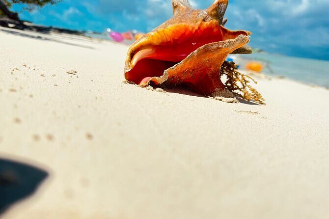 3HR Clear Kayak Mangrove and iguana island Tour in Leeward - Best-Fit Travelers: Who Will Love This Trip Most
