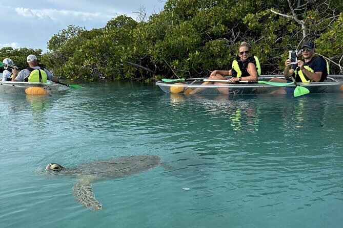 3hr Clear Kayak Tour of Mangroves, Marine Life and Iguanas - Entering the Mangrove Cay System in a Clear Kayak
