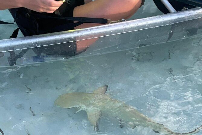 3hr Clear Kayak Tour of Mangroves, Marine Life and Iguanas - Spotting Sea Turtles, Baby Sharks, and Queen Conch From Below