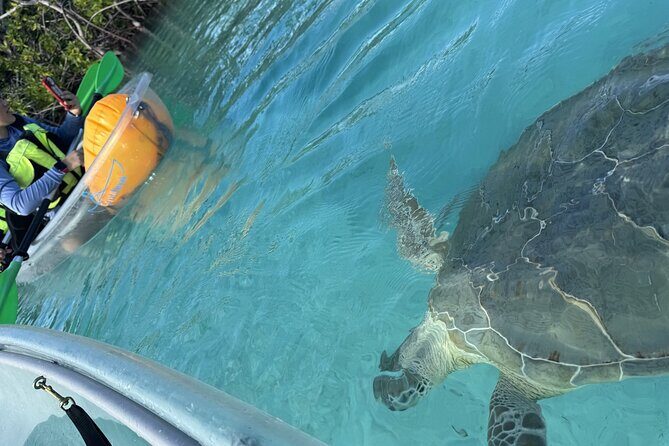 3hr Clear Kayak Tour of Mangroves, Marine Life and Iguanas - What’s Included, What’s Not, and Why It Affects Value