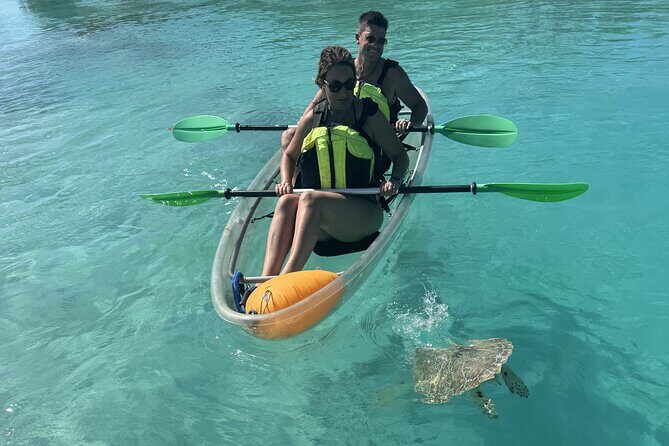 3hr Clear Kayak Tour of Mangroves, Marine Life and Iguanas - Wildlife Viewing Tips That Actually Help