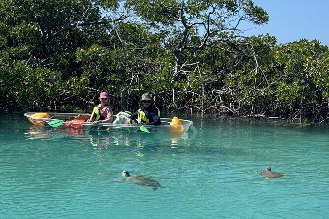 3hr Clear Kayak Tour of Mangroves, Marine Life and Iguanas - Weather Matters More Than You Think