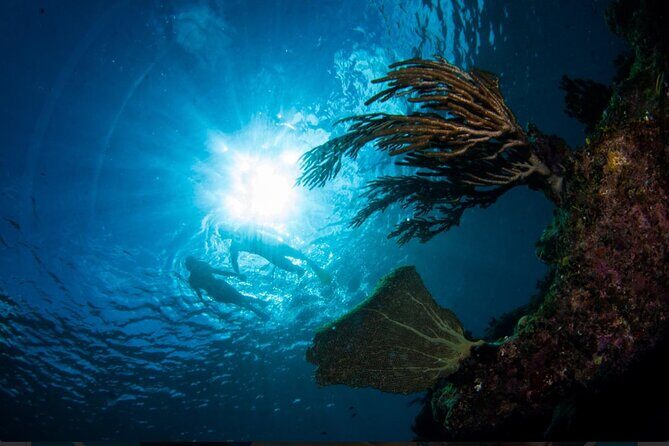 3HR Emerald reef snorkeling, iguana island and shipwreck tour - Emerald Reef snorkeling: how to get the most from limited time