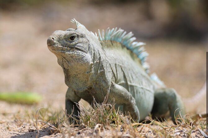 3HR Emerald reef snorkeling, iguana island and shipwreck tour - Little Water Cay and Iguana Island: the land stop that people remember