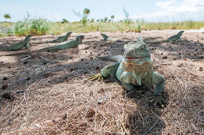 3HR Emerald reef snorkeling, iguana island and shipwreck tour - Price and value: is $125 a good deal for this mix?