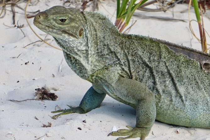 4-Hour Catamaran Sail and Snorkel Tour from Grace Bay - Snorkeling Time at a Secluded Reef: Gear, Instruction, and Real Marine Life
