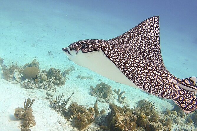 4 Hour Private Catamaran Sail and Snorkel from Grace Bay Beach, Providenciales - The Captain’s favorite anchoring spot: snorkel time that counts