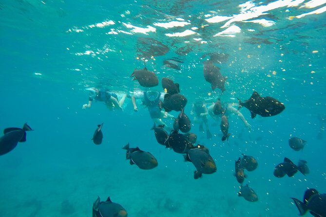 4hour Group Half Day Snorkeling Excursion in Grace Bay - Catamaran Comfort on a Half-Day Reef Run
