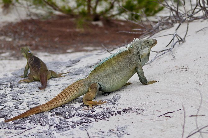 4hour Group Half Day Snorkeling Excursion in Grace Bay - Stop 2: Little Water Cay (Iguana Island) Beach Break