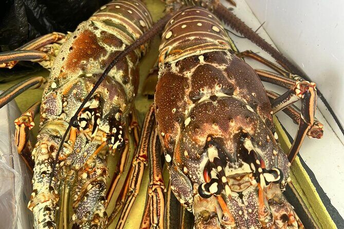 4HR-Halfday Private Fishing Tour in Gracebay - Grace Bay Fishing in 4 Hours: What You’re Really Paying For