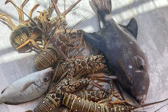 4HR-Halfday Private Fishing Tour in Gracebay - Who This Tour Is Best For in Providenciales