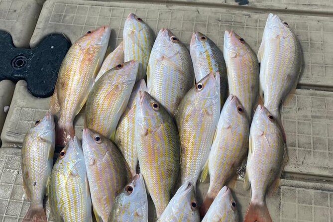 4HR-Halfday Private Fishing Tour in Gracebay - Getting on Board: 8:30 am Start and Pickup Reality