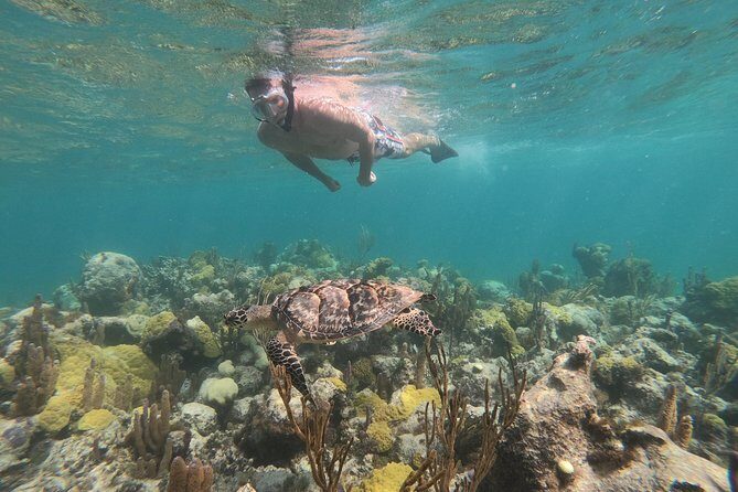 Afternoon Half Day Cruise from Providenciales with Snorkeling and Iguana Island - Snorkeling on the third-largest reef: what you’re paying for