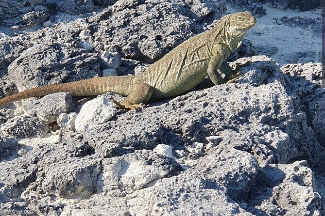 Clear Bottom Kayaks Mangrove and Iguana Tour - Key Things That Make This Tour Worth Your Time