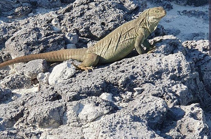 Clear Bottom Kayaks Mangrove and Iguana Tour - Who This Tour Suits Best (And Who Might Want Another Option)