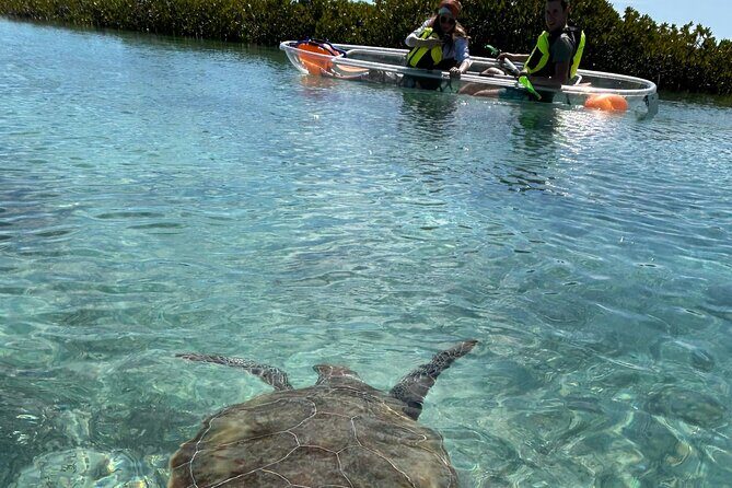 Clear Kayak Eco Tour Explore Mangroves and Meet the Turtles - Key highlights worth knowing before you go