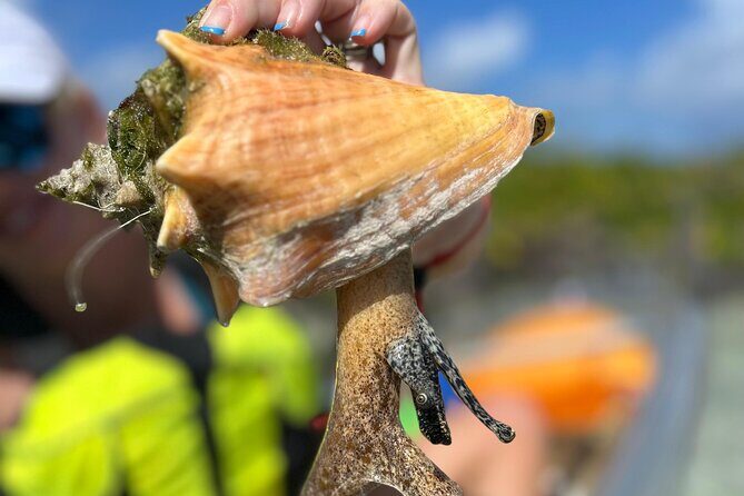 Clear Kayak Eco Tour Explore Mangroves and Meet the Turtles - Why a clear kayak in Providenciales is such a good idea