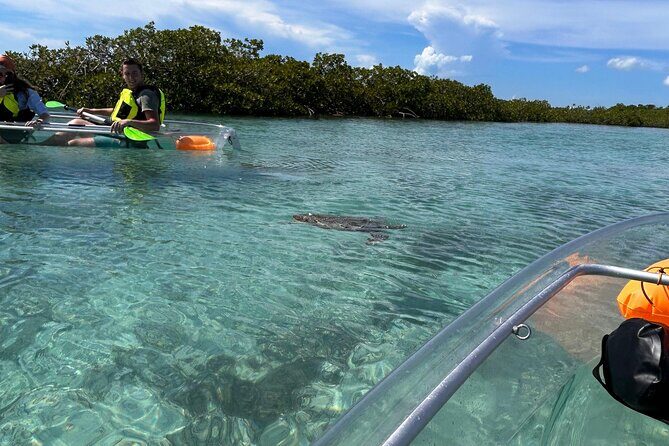 Clear Kayak Eco Tour Explore Mangroves and Meet the Turtles - Mangrove Cay stop: what you’re hoping to spot underwater