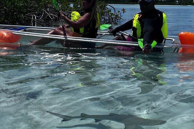 Clear Kayak Eco Tour Explore Mangroves and Meet the Turtles - Price and value: is $112 a good deal?