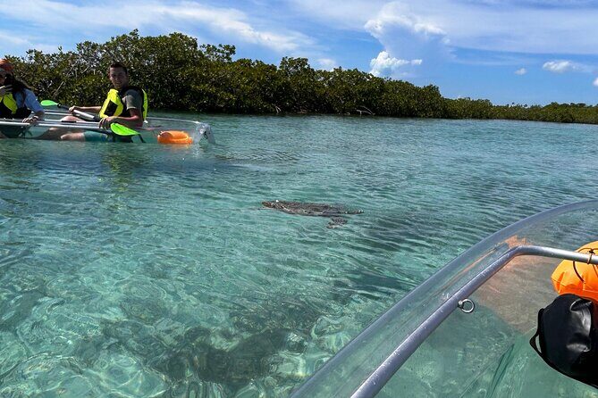 Clear Kayak Eco Tour Explore Mangroves and Meet the Turtles - Who should book this eco tour in Turks and Caicos