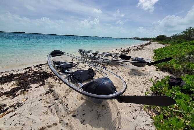 Clear Kayak Mangrove Eco Tour - Little Water Cay for Rock Iguanas: How to Maximize Your Sighting Chances
