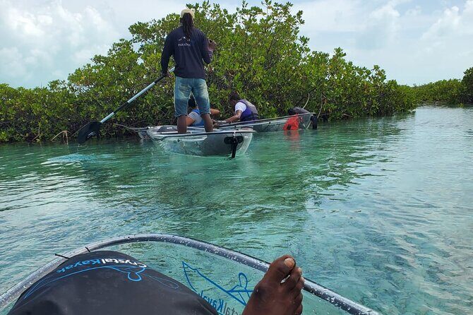 Clear Kayak Mangrove Eco Tour - Who Should Book This Clear Kayak Eco Tour