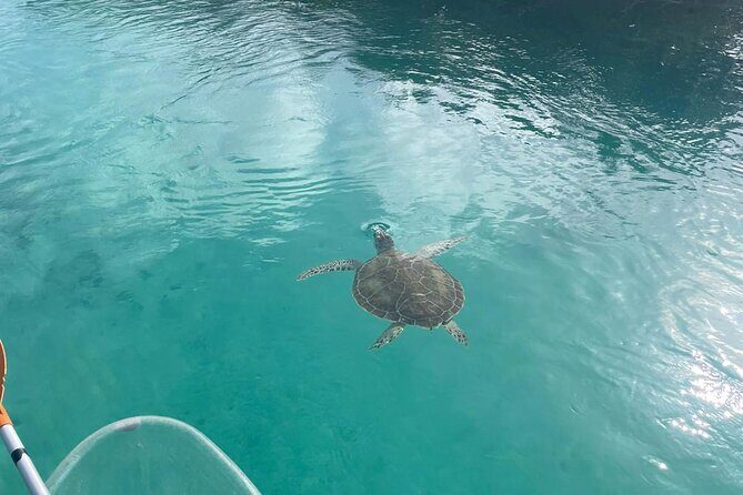 Clear Kayak Tour in Turks & Caicos Islands - From Grace Bay to Emerald Beach: The Flow and Logistics