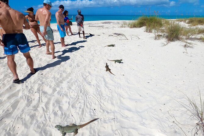 Group Reef, Beach and Sandbar Tour from Providenciales - Half Moon Bay and the Rock Iguanas: A Wildlife Stop With Local Specificity