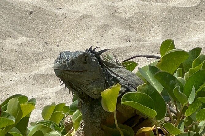 Half Day Private Sun and Snorkel exploring the Turks and Caicos - The Secluded Sandbar Moment: Why This Stop Feels Like a Secret