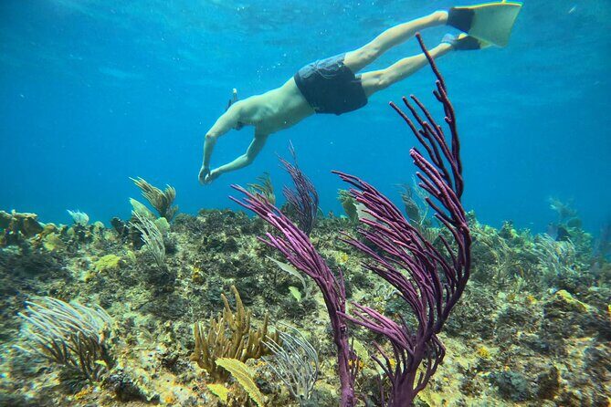 Half Day Snorkel from Providenciales with Visit to Half Moon Bay - Food and drinks: the part that makes it feel like a deal