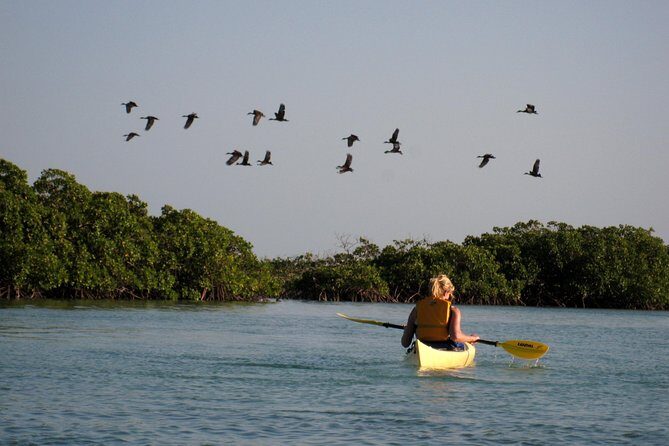 Kayak Eco Tour - Guides, safety, and why the small group size helps