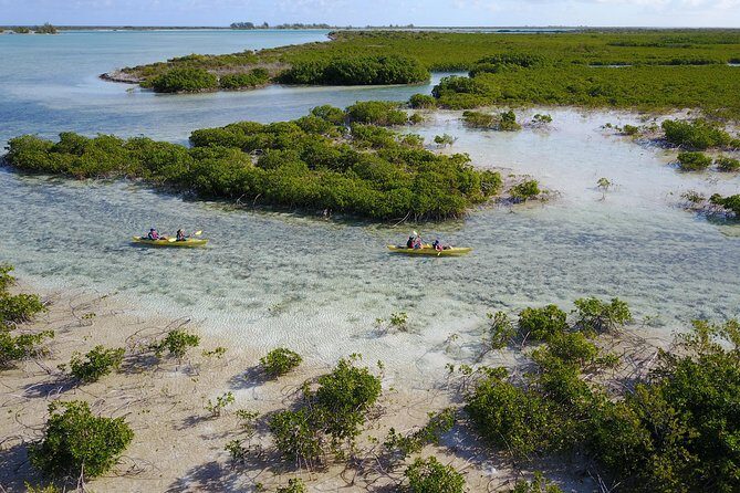 Kayak Eco Tour - Who this kayaking tour suits best (and who should think twice)