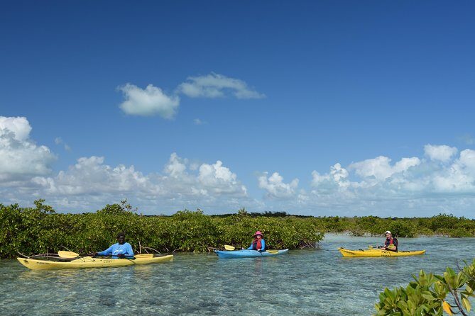 Kayak Eco Tour - Price and value: is $296 worth a 4-hour eco tour?