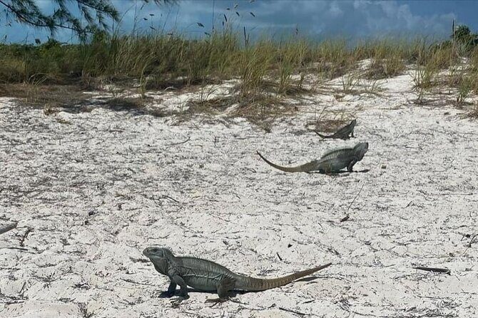 Let me take you to Caicos Jetski safari Private Tour - The Jetski Ride: Wildlife Chances and Real-Time Island Views