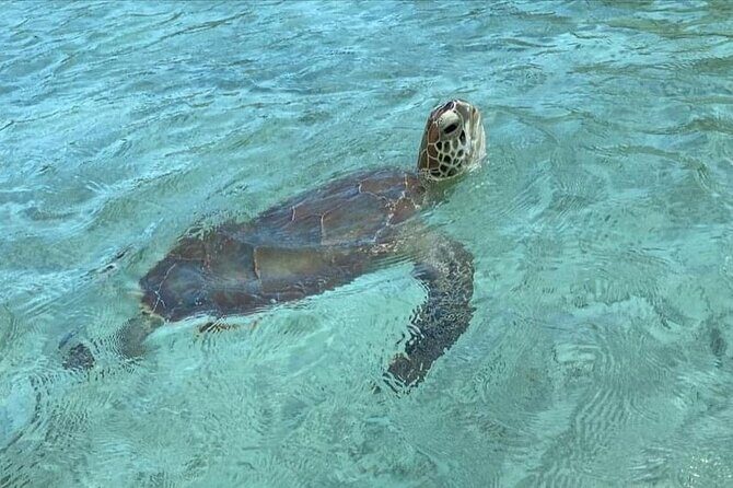 Let me take you to Caicos Jetski safari Private Tour - Noah’s Ark Beach Club: Where the Tour Turns Into Beach-Party Time