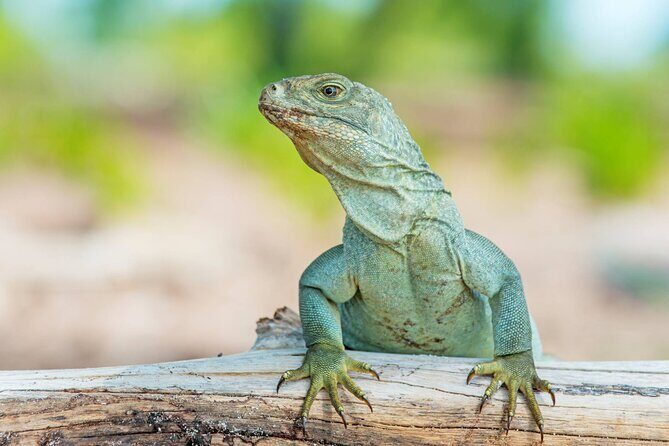 Mangrove Cay and Iguana Island Tours - Stop 1: Little Water Cay for Rock Iguanas and the Crystal-Beach Break
