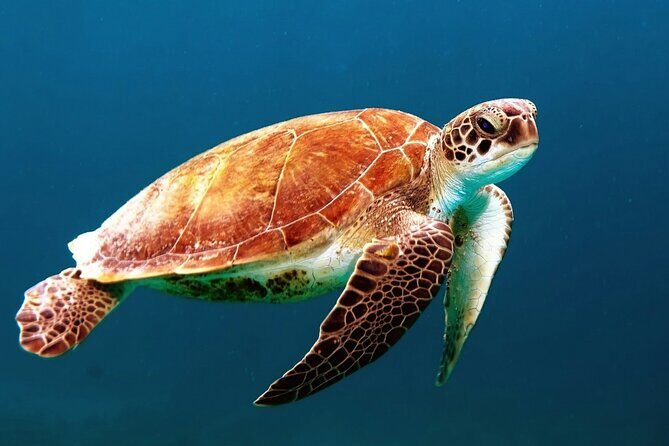 Mangrove Cay And Iguana Island Venture In Turks And Caicos Island - Key things to know before you go