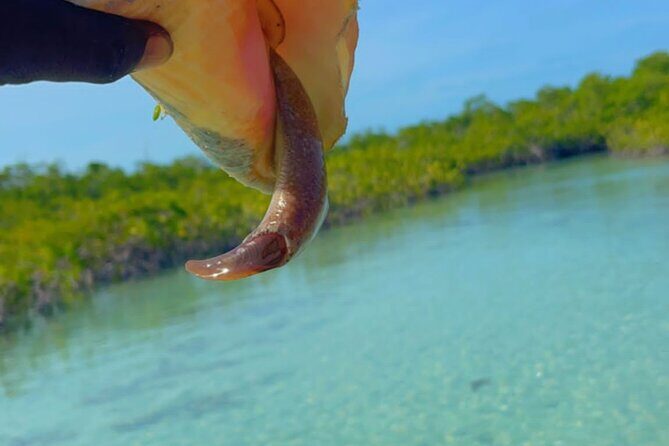 Mangrove Cay And Iguana Island Venture In Turks And Caicos Island - A Clear Kayak Mangrove Day in Turks and Caicos (Why This Feels Different)