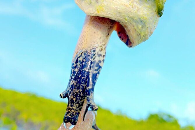 Mangrove Cay And Iguana Island Venture In Turks And Caicos Island - Price and What’s Included for $145 (Is It Worth It?)