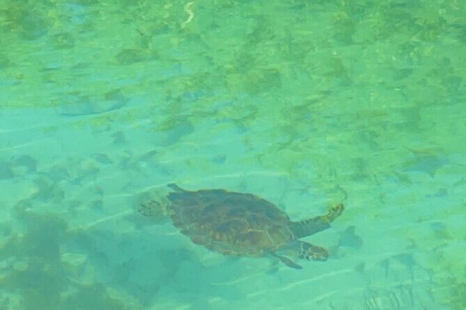 Mangrove Cay And Iguana Island Venture In Turks And Caicos Island - Should You Book This Mangrove Cay and Iguana Island Kayak Venture?