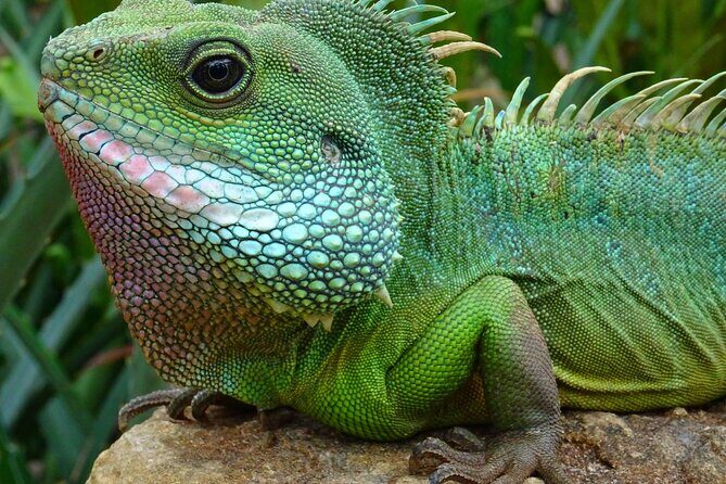 Mangrove Cay And Iguana Island Venture In Turks And Caicos Island - Leeward Beach Start: Getting Oriented in the Local Ecology