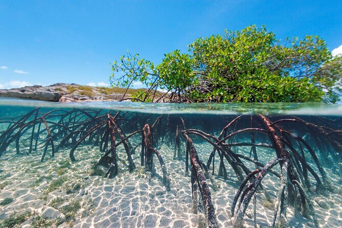 Mangrove Cay Tour - Birdwatching in the mangroves: pelicans, herons, and oystercatchers
