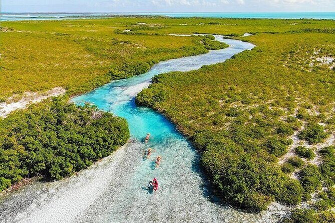 Mangrove Cay Tour - Mangrove Cay wildlife: turtles, lemon sharks, nurse sharks, and more