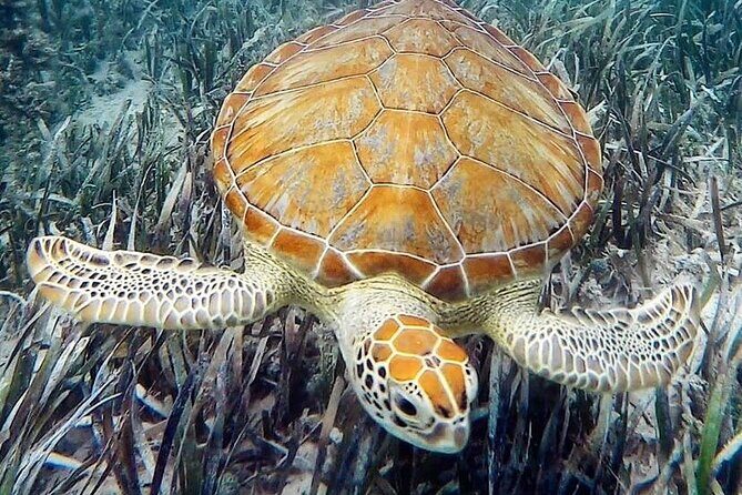Mangrove Clear Kayak Tour - What Happens Once You’re on the Water