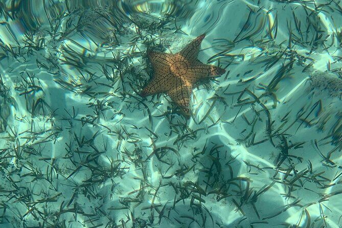 Mangrove Clear Kayak Tour - Wildlife Highlights: What You Can Realistically Look For