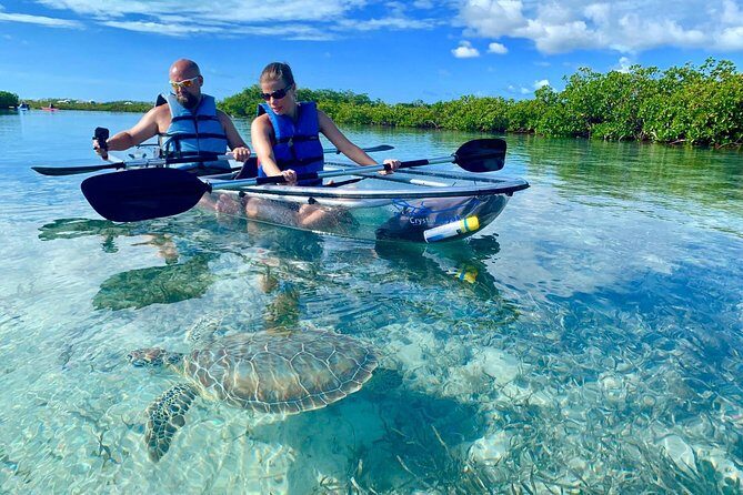 Mangrove & Iguana Clear Kayak Tour - Key highlights worth getting excited about