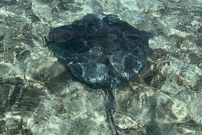 Mangrove & Iguana Clear Kayak Tour - Mangrove Cay stop: red mangroves, juvenile turtles, and the best spotting conditions