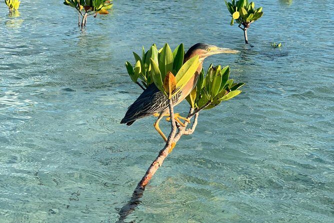 Mangrove & Iguana Clear Kayak Tour - What gear and comforts are actually handled for you